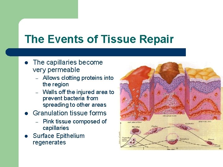 The Events of Tissue Repair l The capillaries become very permeable – – l