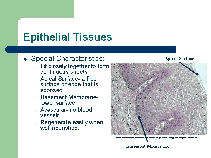 Epithelial Tissues l Special Characteristics: – – – Apical Surface Fit closely together to