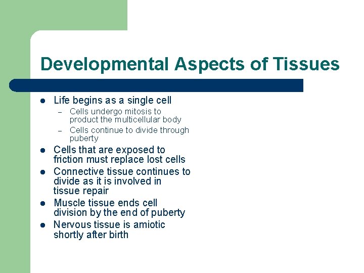 Developmental Aspects of Tissues l Life begins as a single cell – – l