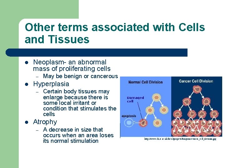 Other terms associated with Cells and Tissues l Neoplasm- an abnormal mass of proliferating