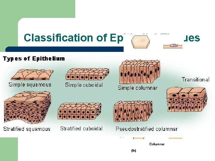 Classification of Epithelial Tissues l Relative Number of Cell Layers – – l Simple