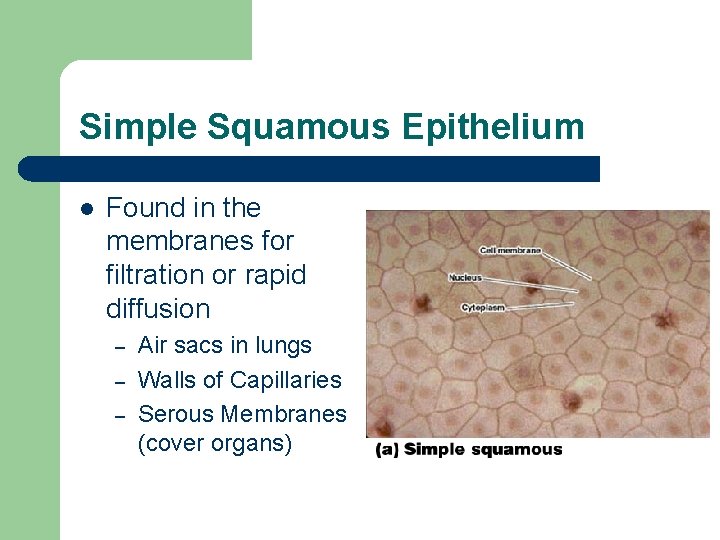 Simple Squamous Epithelium l Found in the membranes for filtration or rapid diffusion –