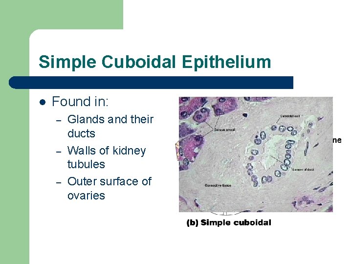Simple Cuboidal Epithelium l Found in: – – – Glands and their ducts Walls