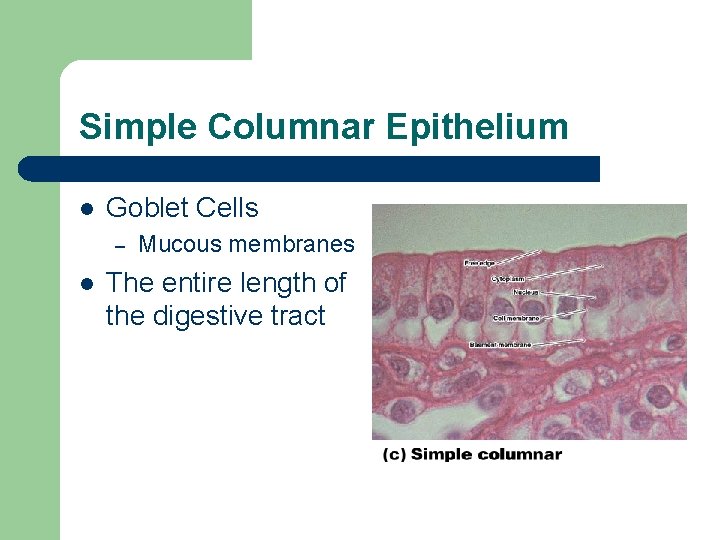 Simple Columnar Epithelium l Goblet Cells – l Mucous membranes The entire length of