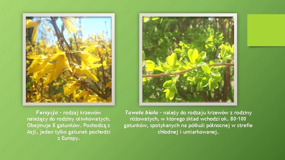 Forsycja – rodzaj krzewów należący do rodziny oliwkowatych. Obejmuje 8 gatunków. Pochodzą z Azji,