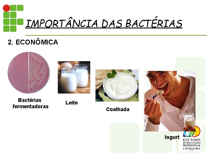 IMPORT NCIA DAS BACTÉRIAS 2. ECONÔMICA Bactérias fermentadoras Leite Coalhada Iogurt 
