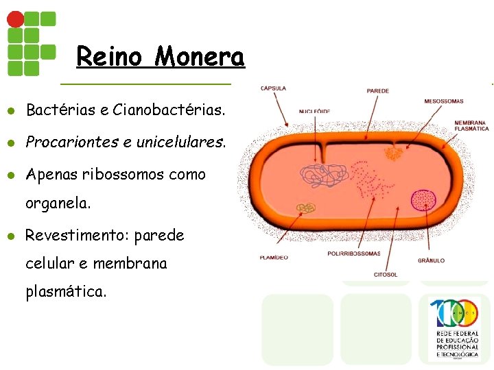 Reino Monera l Bactérias e Cianobactérias. l Procariontes e unicelulares. l Apenas ribossomos como