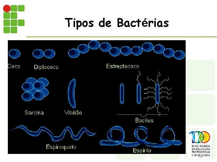 Tipos de Bactérias 