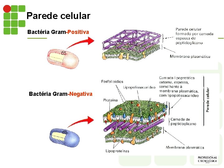 Parede celular Bactéria Gram-Positiva Bactéria Gram-Negativa 