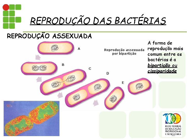 REPRODUÇÃO DAS BACTÉRIAS REPRODUÇÃO ASSEXUADA A forma de reprodução mais comum entre as bactérias