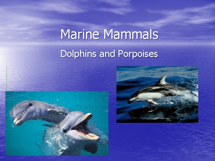 Marine Mammals Dolphins and Porpoises 