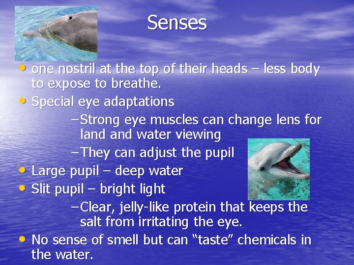 Senses • one nostril at the top of their heads – less body •