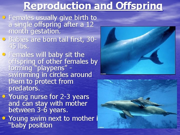 Reproduction and Offspring • Females usually give birth to • • a single offspring