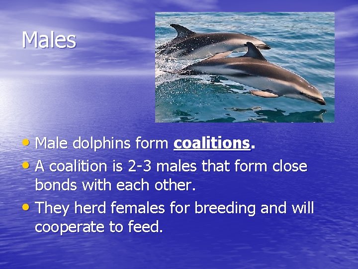 Males • Male dolphins form coalitions. • A coalition is 2 -3 males that