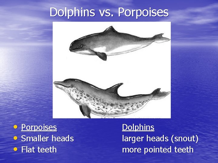 Dolphins vs. Porpoises • Porpoises • Smaller heads • Flat teeth Dolphins larger heads