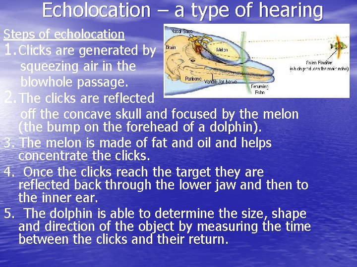 Echolocation – a type of hearing Steps of echolocation 1. Clicks are generated by