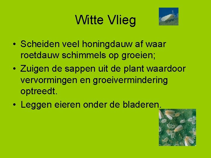 Witte Vlieg • Scheiden veel honingdauw af waar roetdauw schimmels op groeien; • Zuigen