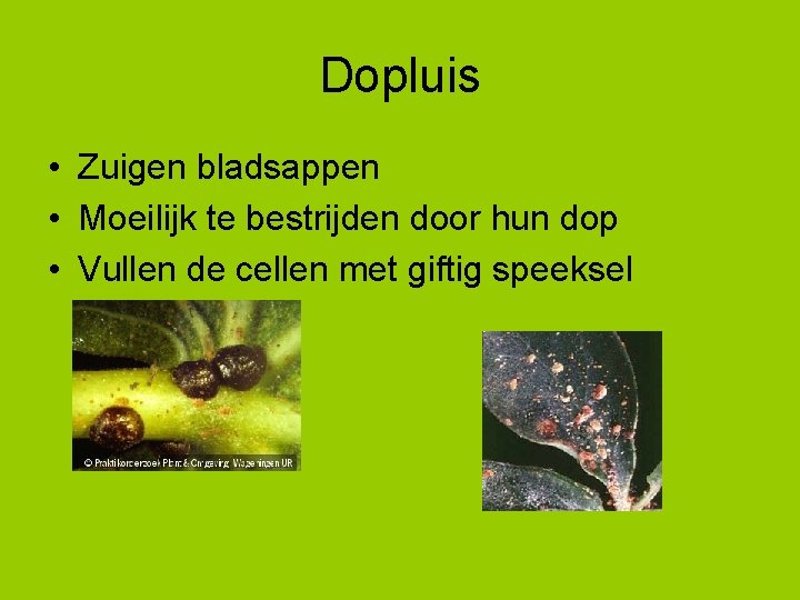 Dopluis • Zuigen bladsappen • Moeilijk te bestrijden door hun dop • Vullen de