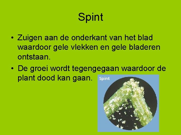 Spint • Zuigen aan de onderkant van het blad waardoor gele vlekken en gele