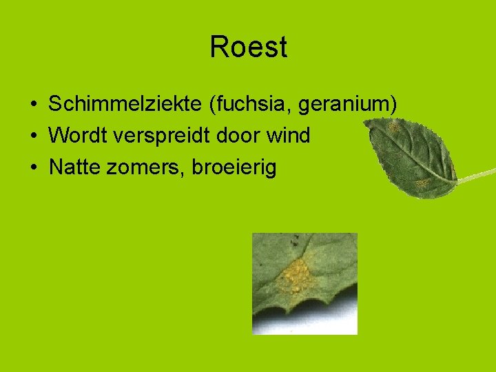 Roest • Schimmelziekte (fuchsia, geranium) • Wordt verspreidt door wind • Natte zomers, broeierig