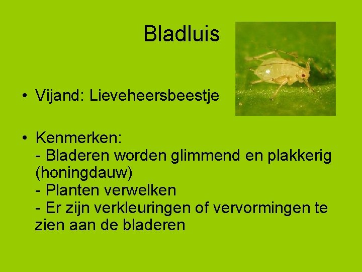 Bladluis • Vijand: Lieveheersbeestje • Kenmerken: - Bladeren worden glimmend en plakkerig (honingdauw) -