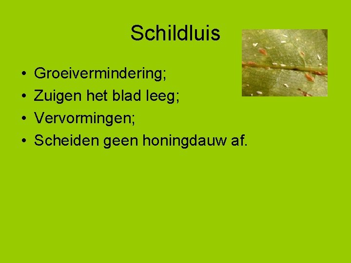 Schildluis • • Groeivermindering; Zuigen het blad leeg; Vervormingen; Scheiden geen honingdauw af. 