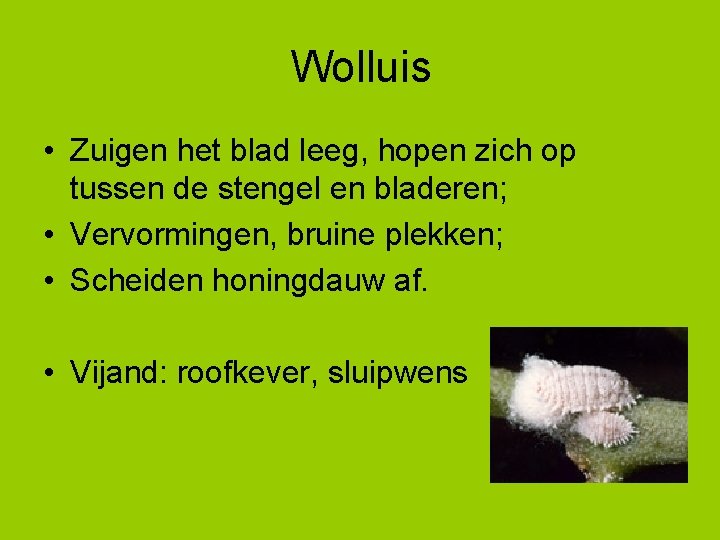 Wolluis • Zuigen het blad leeg, hopen zich op tussen de stengel en bladeren;