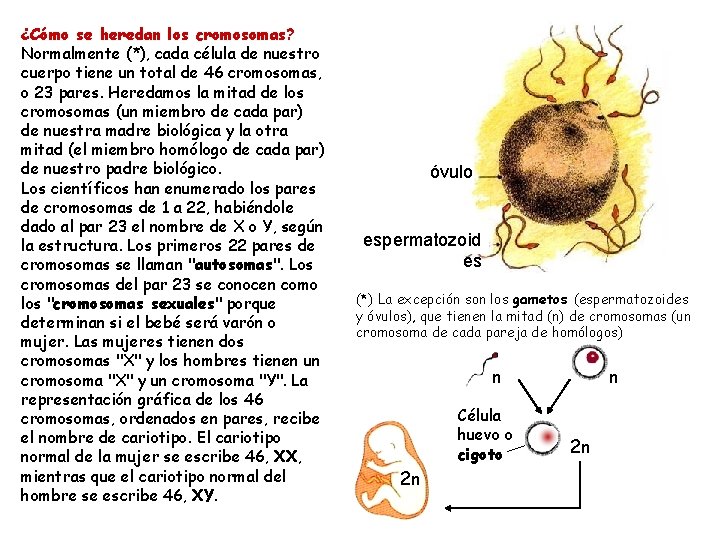 ¿Cómo se heredan los cromosomas? Normalmente (*), cada célula de nuestro cuerpo tiene un