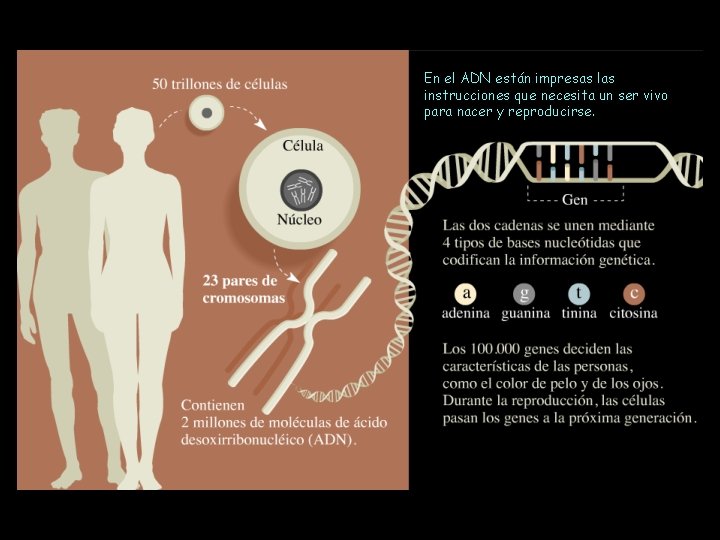 En el ADN están impresas las instrucciones que necesita un ser vivo para nacer