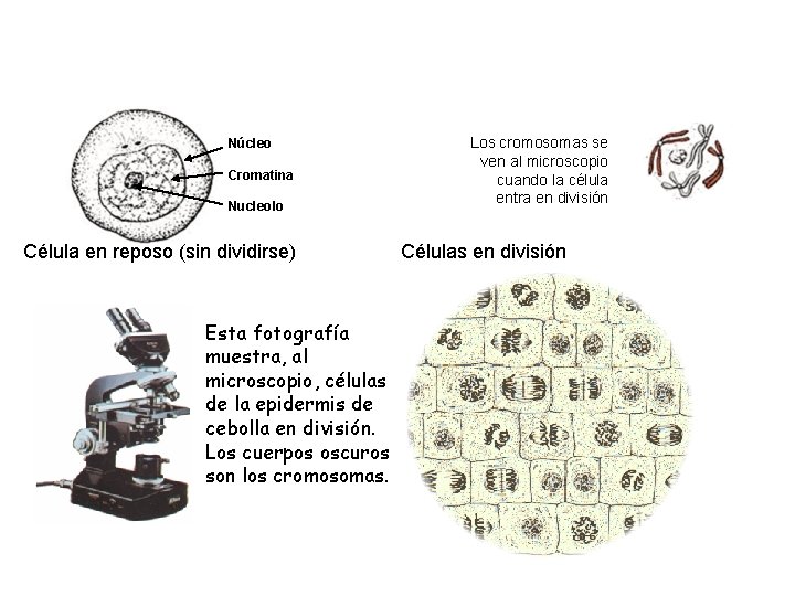 Núcleo Cromatina Nucleolo Célula en reposo (sin dividirse) Esta fotografía muestra, al microscopio, células