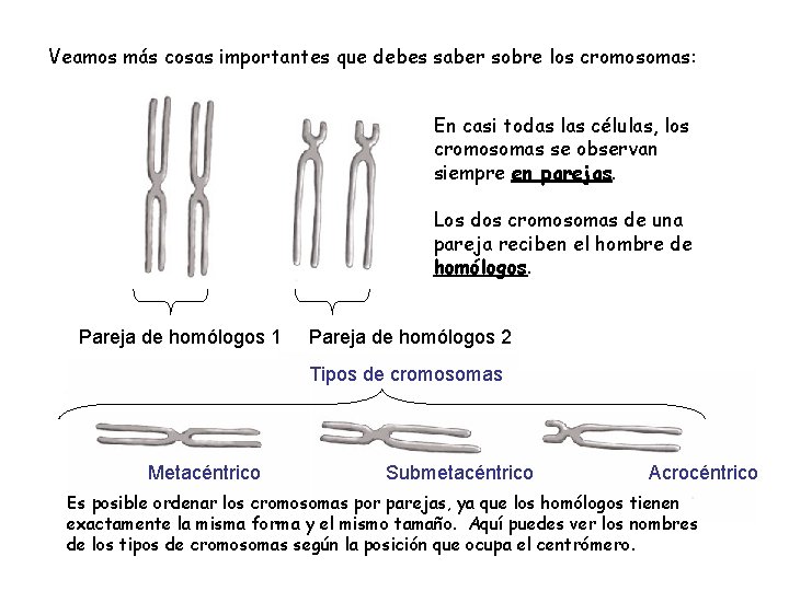 Veamos más cosas importantes que debes saber sobre los cromosomas: En casi todas las