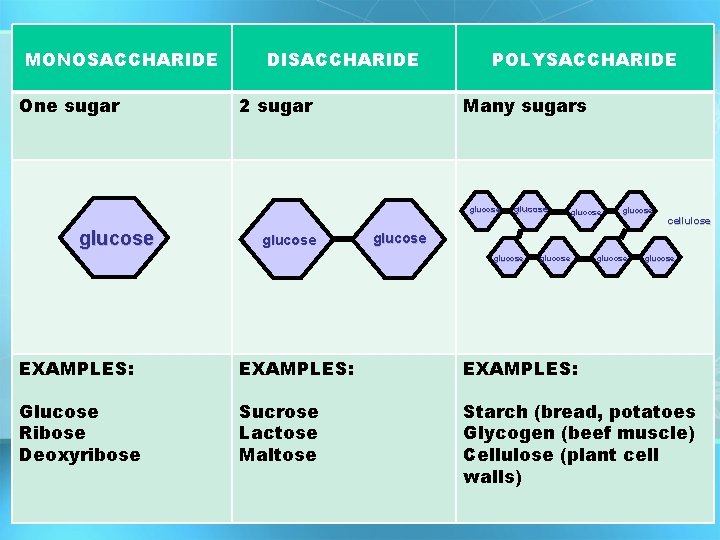 MONOSACCHARIDE One sugar DISACCHARIDE 2 sugar POLYSACCHARIDE Many sugars glucose glucose cellulose glucose glucose
