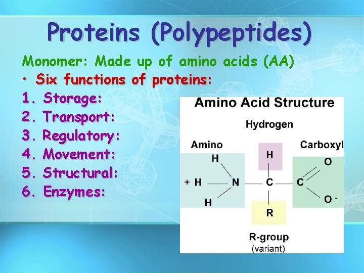 Proteins (Polypeptides) Monomer: Made up of amino acids (AA) • Six functions of proteins: