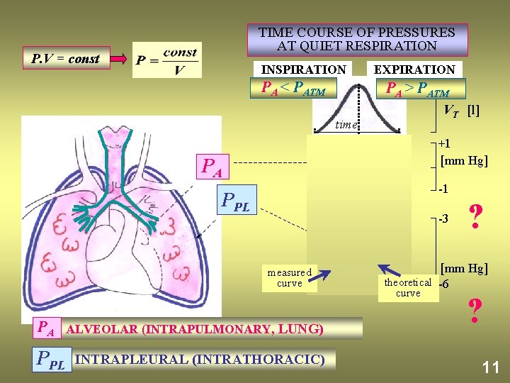 TIME COURSE OF PRESSURES AT QUIET RESPIRATION P. V = const INSPIRATION PA <