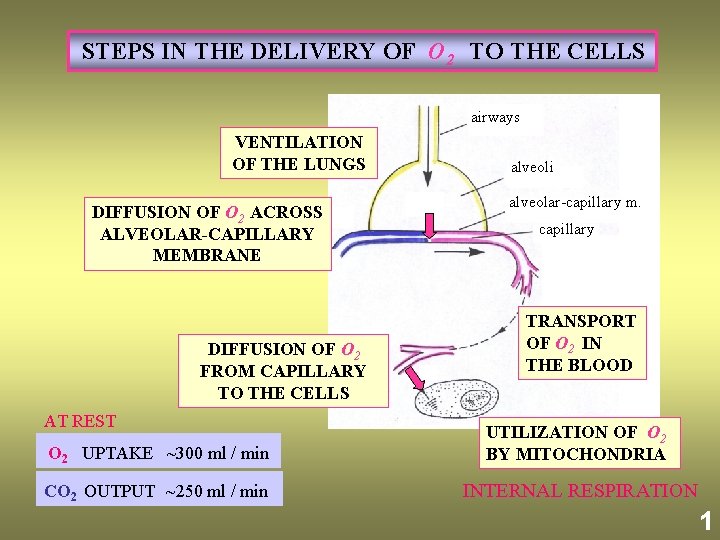 STEPS IN THE DELIVERY OF O 2 TO THE CELLS airways VENTILATION OF THE