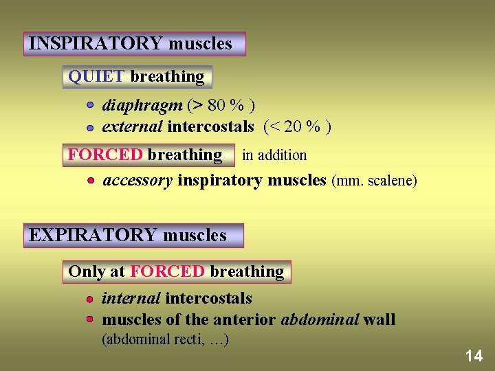 INSPIRATORY muscles QUIET breathing diaphragm (> 80 % ) external intercostals (< 20 %