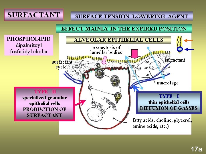 SURFACTANT SURFACE TENSION LOWERING AGENT EFFECT MAINLY IN THE EXPIRED POSITION PHOSPHOLIPID dipalmitoyl fosfatidyl