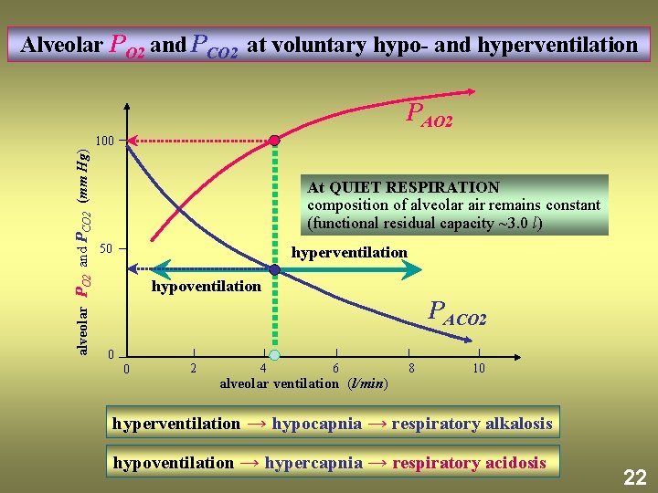 Alveolar PO 2 and PCO 2 at voluntary hypo- and hyperventilation PAO 2 alveolar