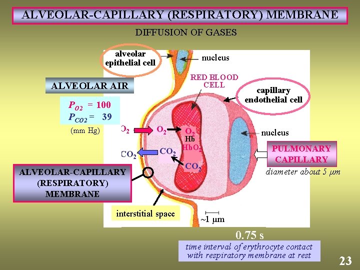 ALVEOLAR-CAPILLARY (RESPIRATORY) MEMBRANE DIFFUSION OF GASES alveolar epithelial cell nucleus RED BLOOD CELL ALVEOLAR