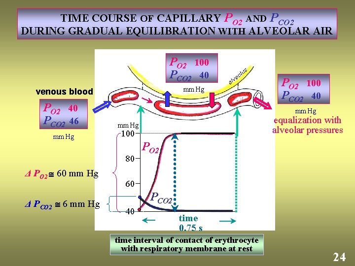 TIME COURSE OF CAPILLARY PO 2 AND PCO 2 DURING GRADUAL EQUILIBRATION WITH ALVEOLAR