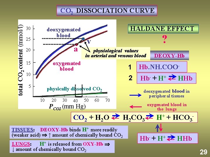 total CO 2 content (mmol/l) CO 2 DISSOCIATION CURVE 30 HALDANE EFFECT deoxygenated blood