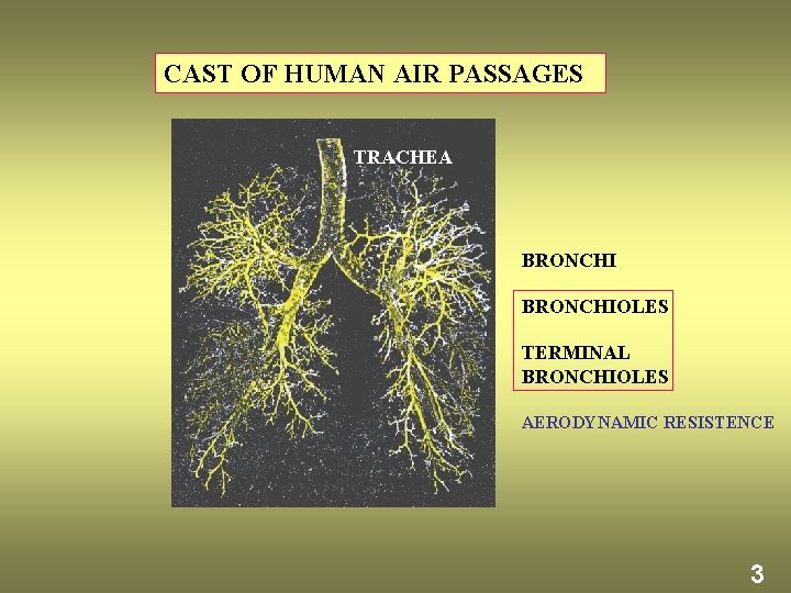 CAST OF HUMAN AIR PASSAGES TRACHEA BRONCHIOLES TERMINAL BRONCHIOLES AERODYNAMIC RESISTENCE 3 