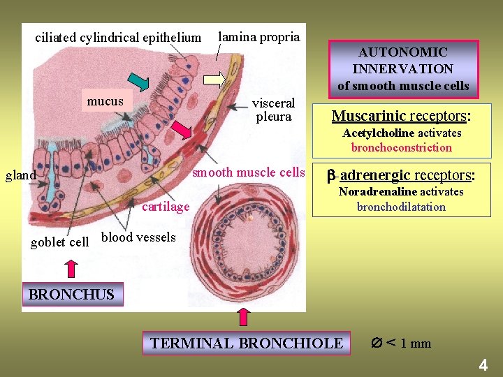 ciliated cylindrical epithelium mucus lamina propria AUTONOMIC INNERVATION of smooth muscle cells visceral pleura