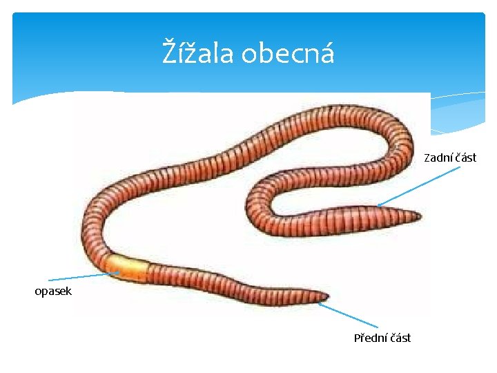 Žížala obecná Zadní část opasek Přední část 