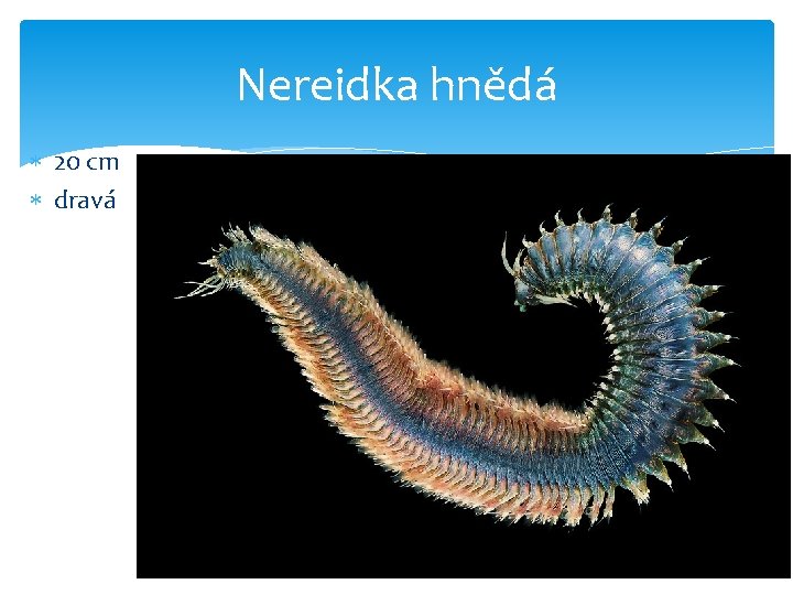 Nereidka hnědá 20 cm dravá 