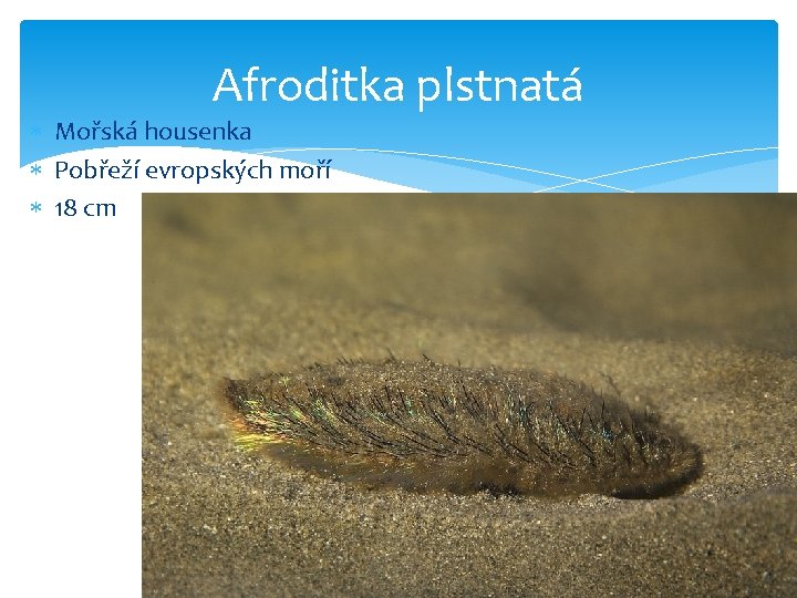 Afroditka plstnatá Mořská housenka Pobřeží evropských moří 18 cm 