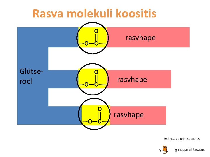 Rasva molekuli koositis rasvhape Glütserool rasvhape 