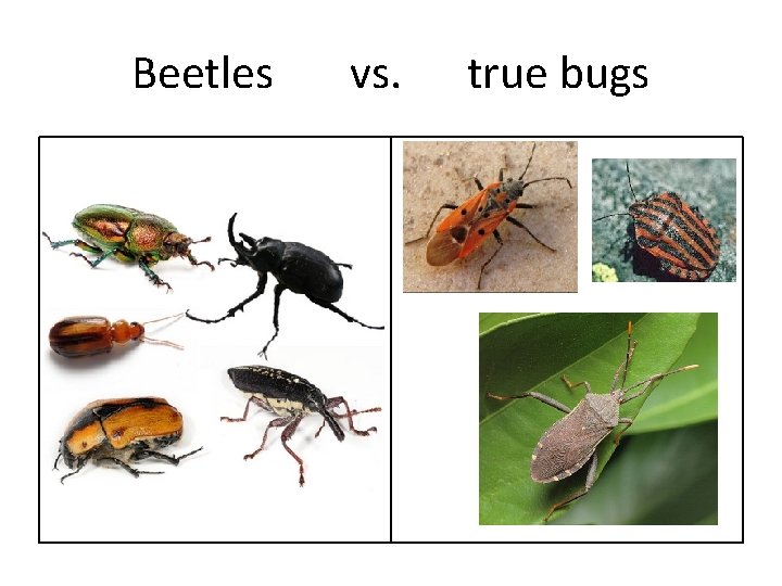 Beetles vs. true bugs 