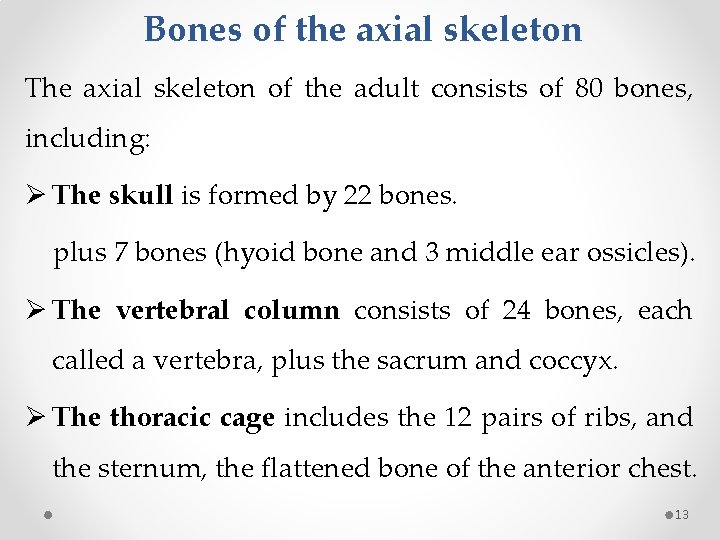Bones of the axial skeleton The axial skeleton of the adult consists of 80