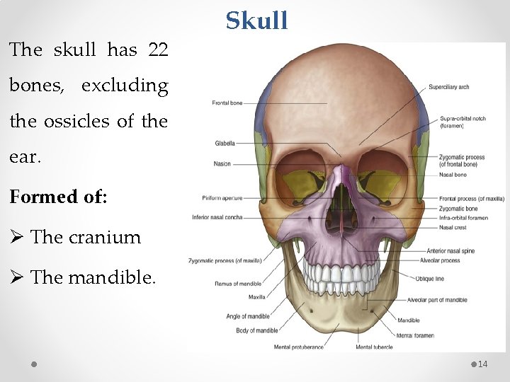 The skull has 22 Skull bones, excluding the ossicles of the ear. Formed of: